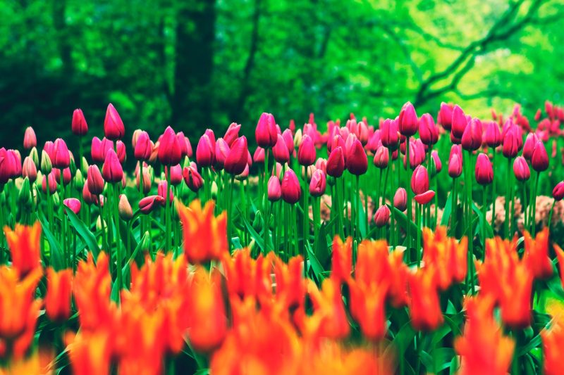 Keukenhof Kertek